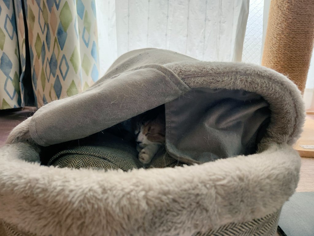 mogu_pero2's tweet image. 上に乗ってぺっちゃんこにしちゃったドームで寝てる  #保護猫  #猫のいる暮らし