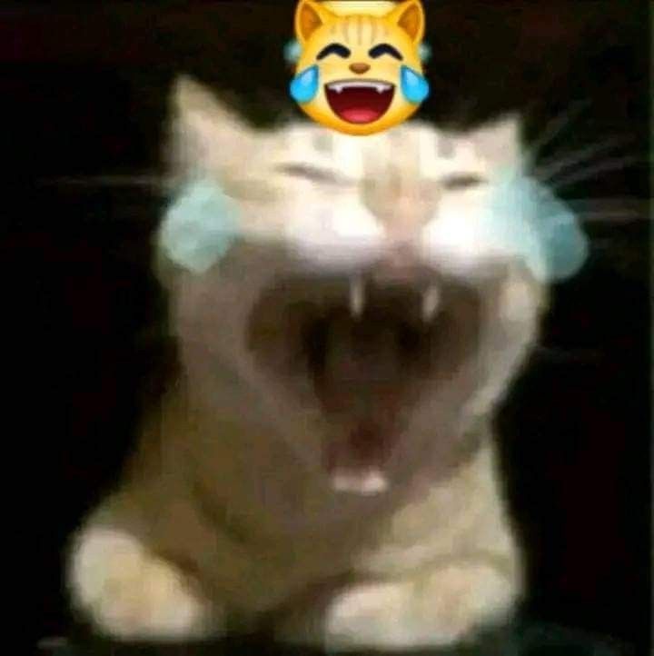 anapolar980's tweet photo. JAJAJAJAJAJAJAJAJA
JAJAJAJAJAJAJA
XDXDXDXDXDXDXD
XDXDXDXDXD 
"wtf con estas imágenes  de aquí se pasaron de la línea recta" https://t.co/AfERNZt4Uk