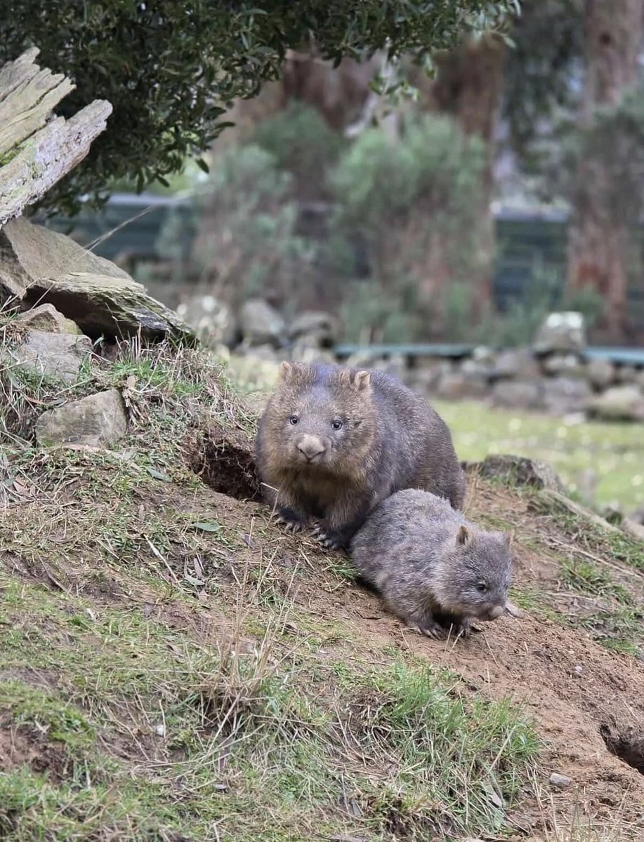 しゅぷれむ (@womwom_supreme) / Posts / X