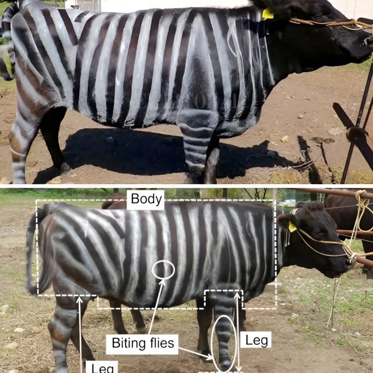 Японд үхрийг тахь мэт эрээлж будах технологи гарсан гэнэ.  

Учир нь ялаа, шумуулд бариулах нь 2 дахин багасаж үхэр бага стрэсстэж тайван байснаар сүү, махны гарц нэмэгдэх давуу талтай гэнэ. Элдэв химийн тарилга, вакцинаар үхрээ хордуулахгүй гэж үзэж байгаан гэнэ.

Ээдээ энэ