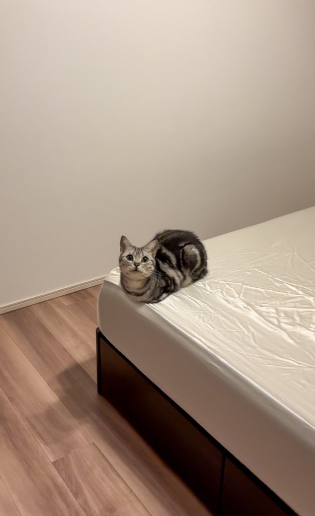 あんこともなか🐾充電ねこ (@cat_anko3) / Posts / X