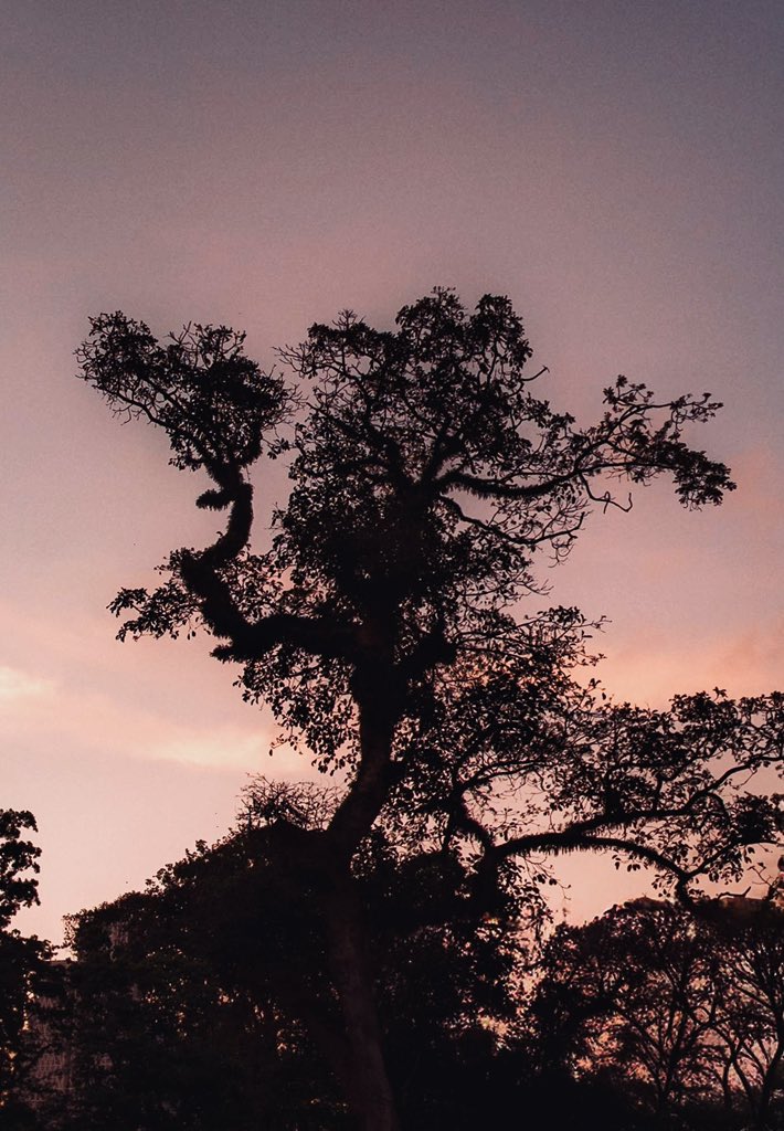 divya_sabaa's tweet image. Mobile photography is real photography
Prove it, share a recent favorite 📸