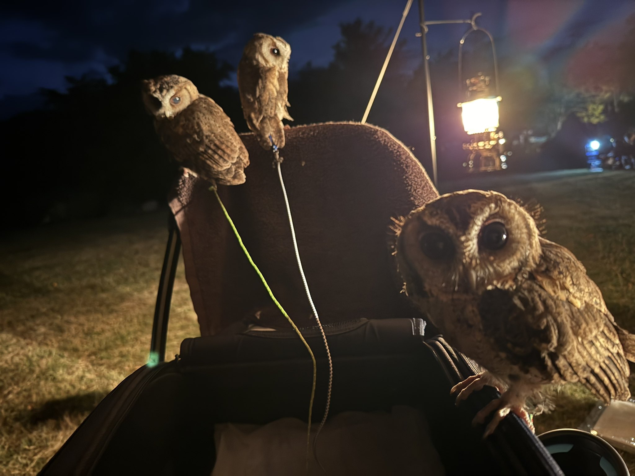 フクロウ - Search / X