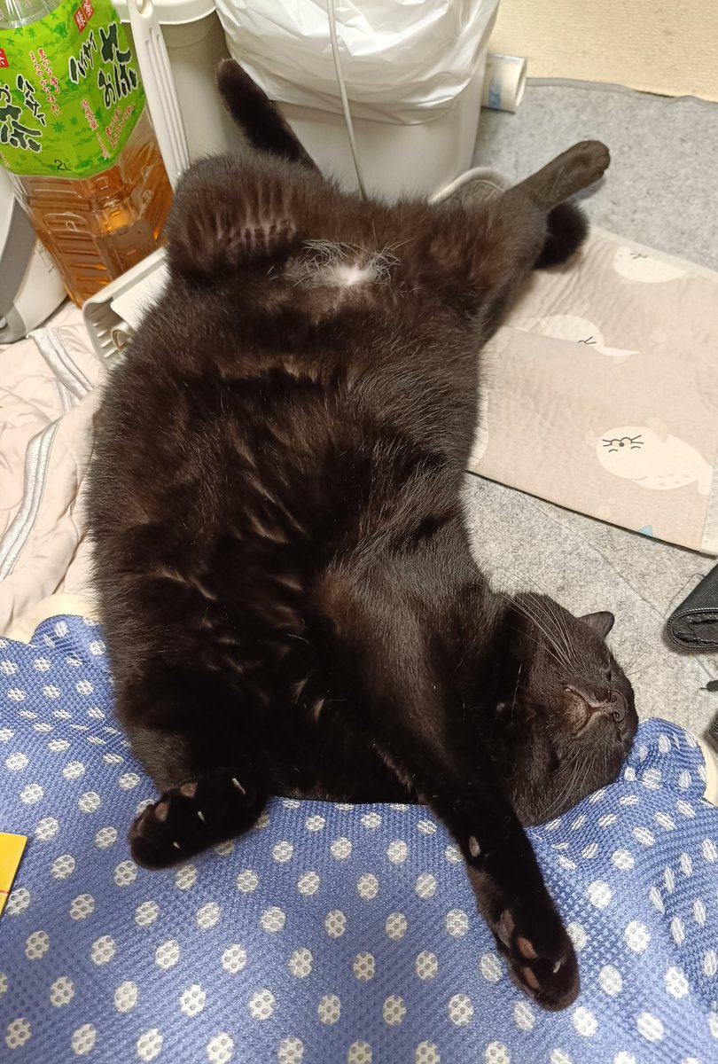 大西 😺心はいつもブッチと共に🌈チームメロス所属👟 tweet media