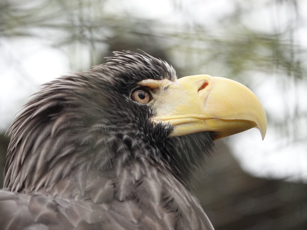 かわいい鳥からイケメン鳥まで
#八木山動物園
