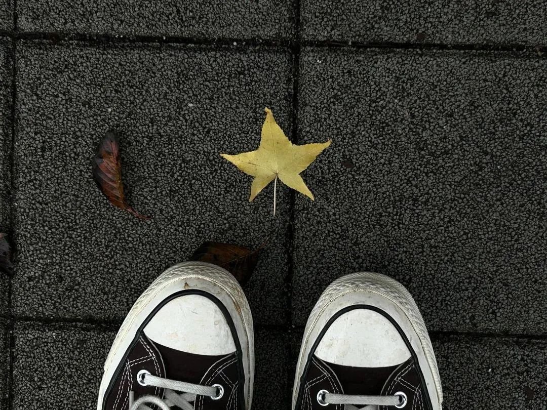 heart_jpg's tweet image. here's a star-shaped leaf to give you good luck ✨