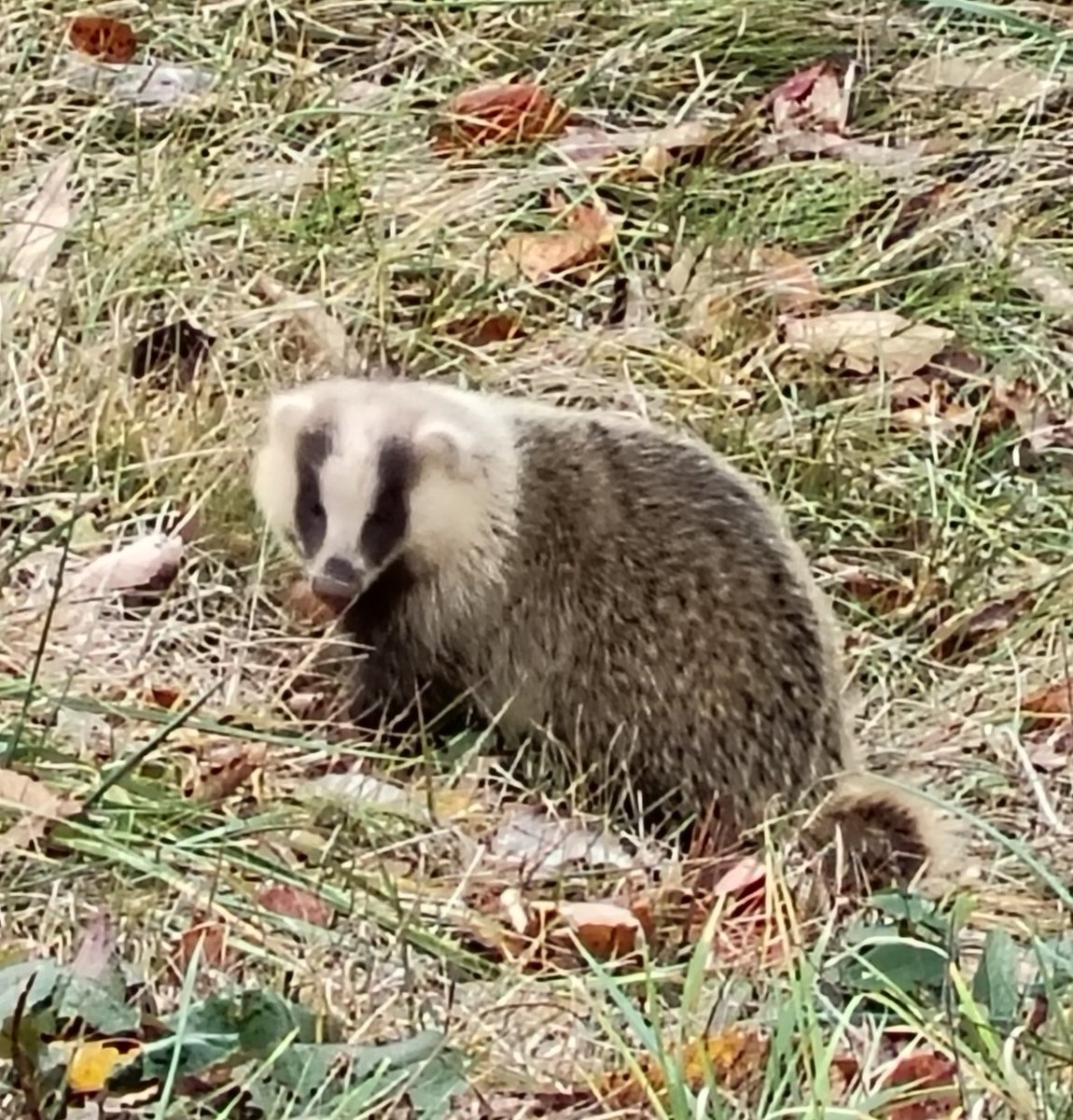 もさもさでかわいい…