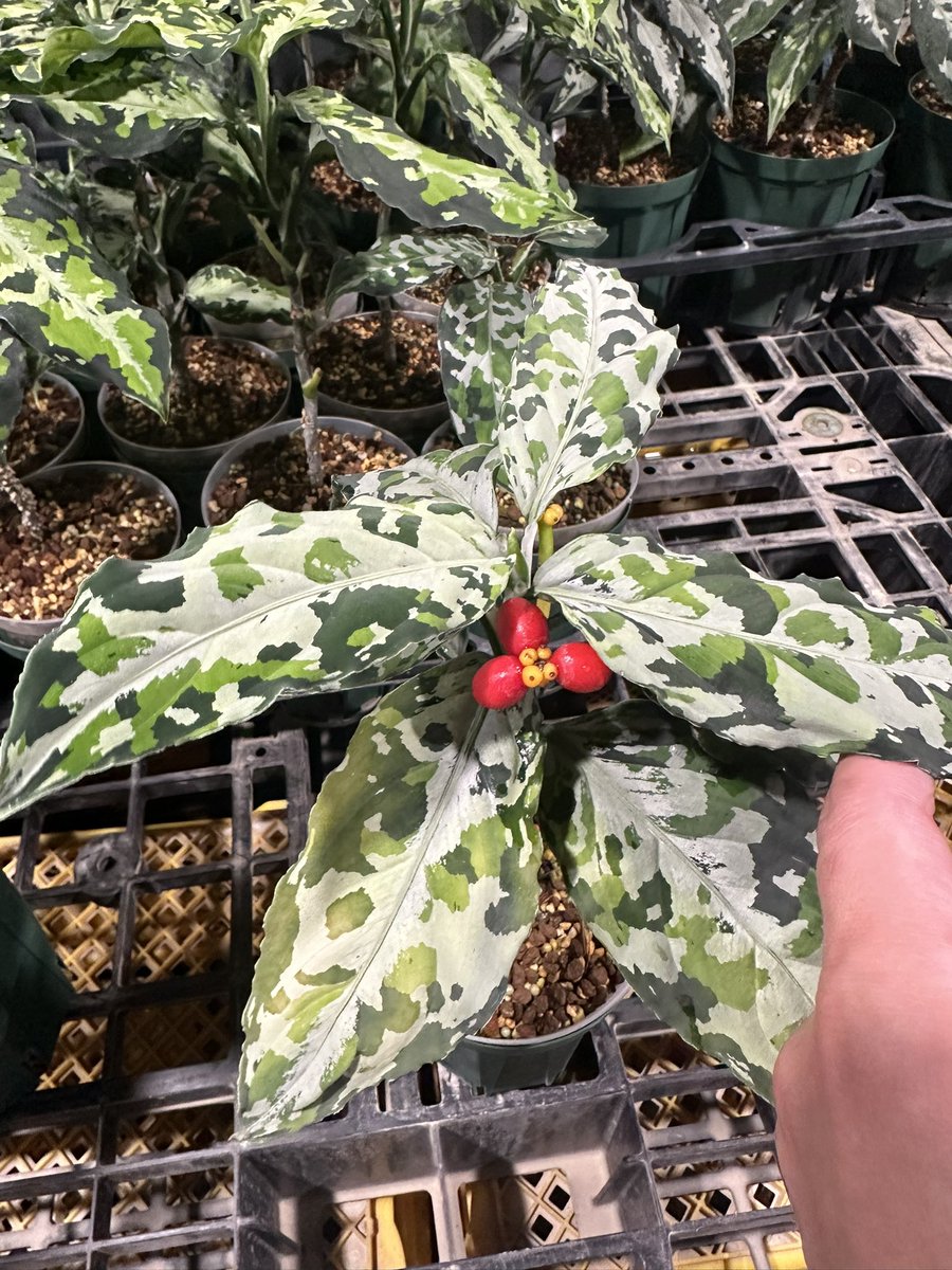 Jewel Plants Gifu (@Jewel_Plants) / Posts and Replies / X