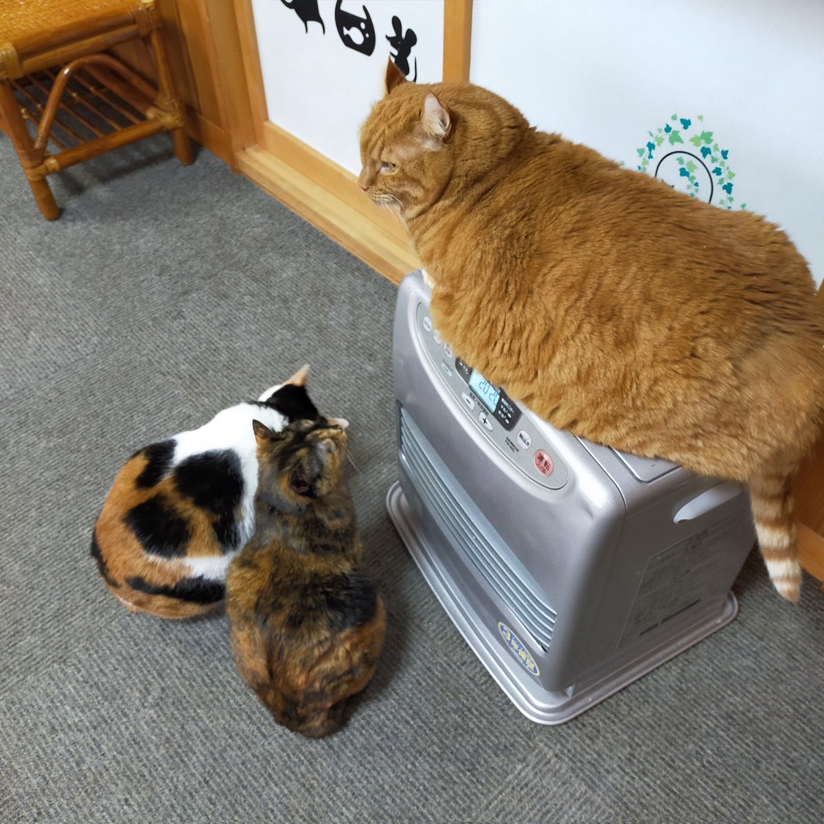 aizu_megoneko's tweet image. 小雨降る寒々しい日曜日
#會津めごねこ 9の付く日ですが営業中です

夕方は早目に閉店する予定ですのでご了承ください

#明日はお休み となります

気温が低いので厚着してお出掛けください🐱

#11匹のめごい猫に逢いに来てね
#触れ合える猫カフェ
#猫休日
#11月も不定休
#固定ポスト見てね
#会津 ＃ca