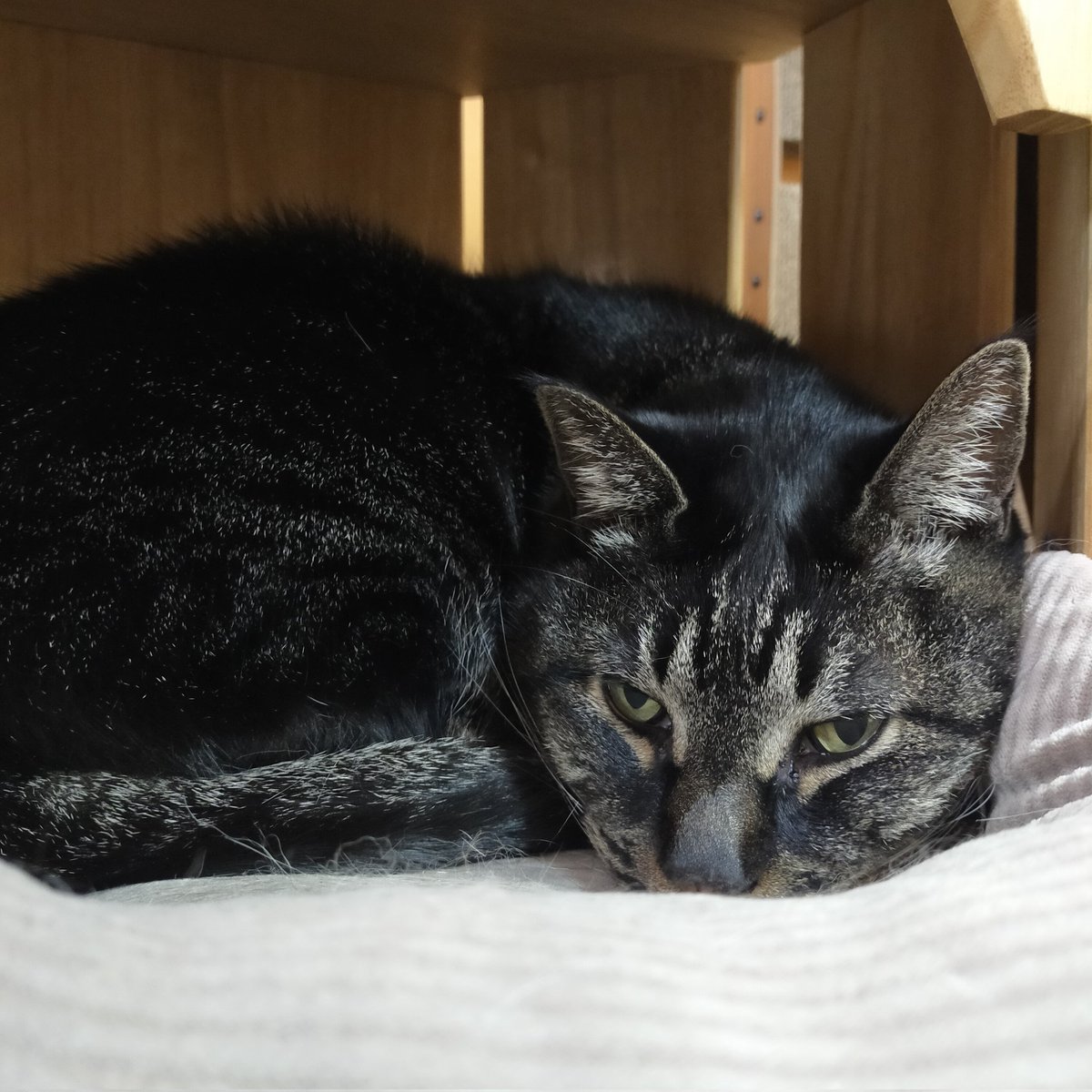 aizu_megoneko's tweet image. 小雨降る寒々しい日曜日
#會津めごねこ 9の付く日ですが営業中です

夕方は早目に閉店する予定ですのでご了承ください

#明日はお休み となります

気温が低いので厚着してお出掛けください🐱

#11匹のめごい猫に逢いに来てね
#触れ合える猫カフェ
#猫休日
#11月も不定休
#固定ポスト見てね
#会津 ＃ca