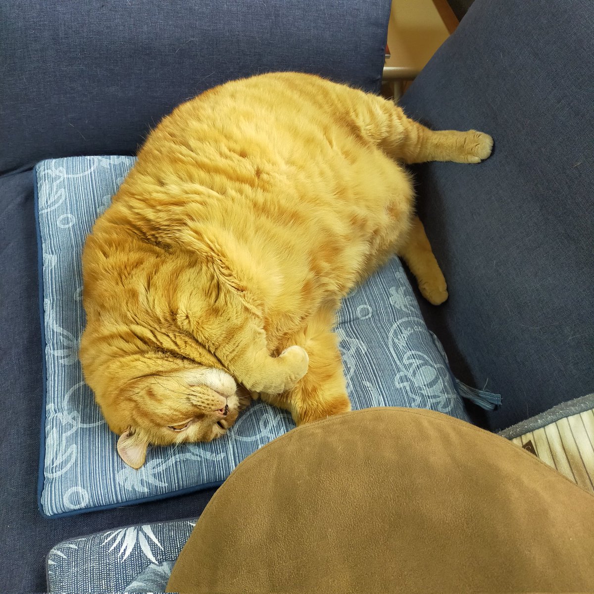 aizu_megoneko's tweet image. 小雨降る寒々しい日曜日
#會津めごねこ 9の付く日ですが営業中です

夕方は早目に閉店する予定ですのでご了承ください

#明日はお休み となります

気温が低いので厚着してお出掛けください🐱

#11匹のめごい猫に逢いに来てね
#触れ合える猫カフェ
#猫休日
#11月も不定休
#固定ポスト見てね
#会津 ＃ca