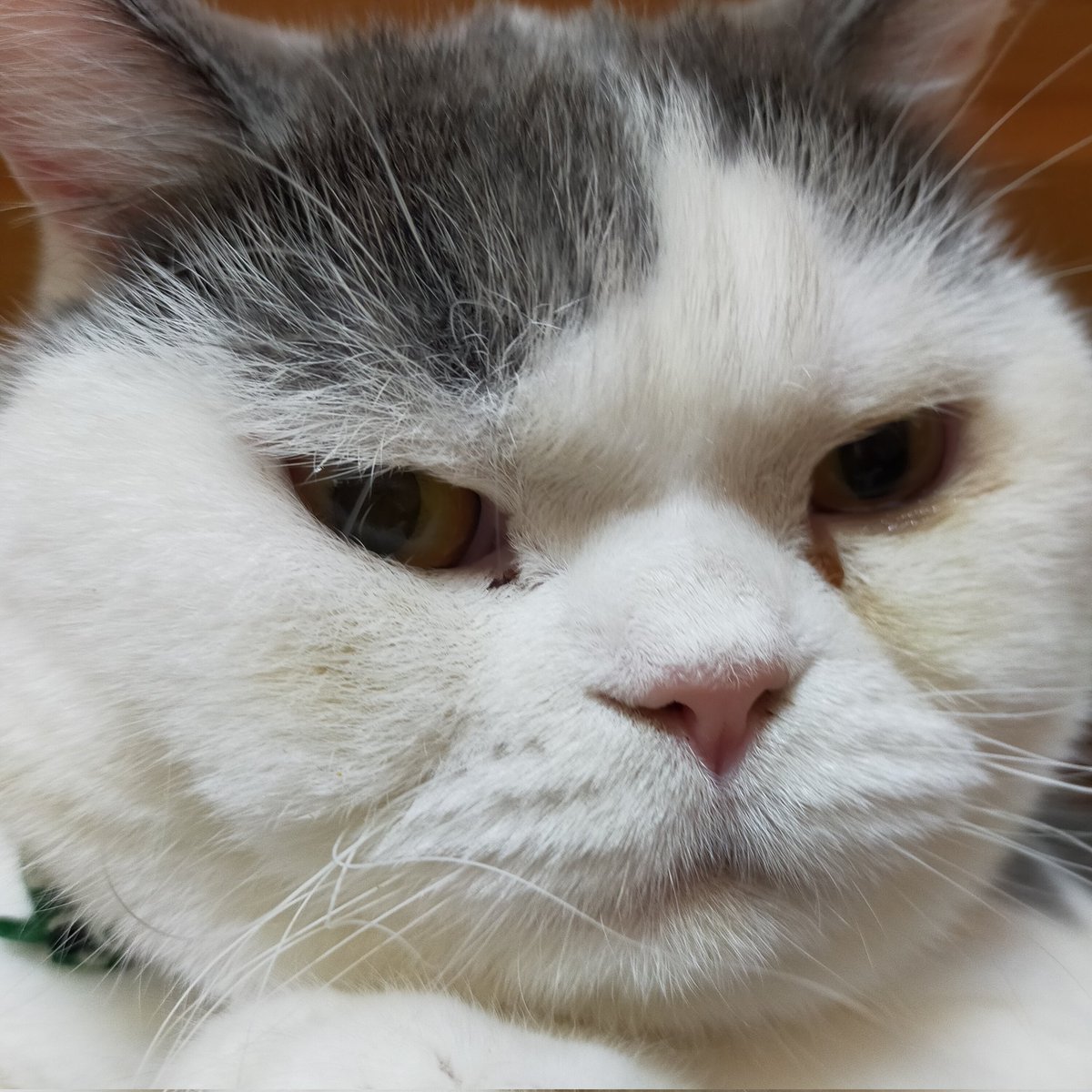 aizu_megoneko's tweet image. 小雨降る寒々しい日曜日
#會津めごねこ 9の付く日ですが営業中です

夕方は早目に閉店する予定ですのでご了承ください

#明日はお休み となります

気温が低いので厚着してお出掛けください🐱

#11匹のめごい猫に逢いに来てね
#触れ合える猫カフェ
#猫休日
#11月も不定休
#固定ポスト見てね
#会津 ＃ca