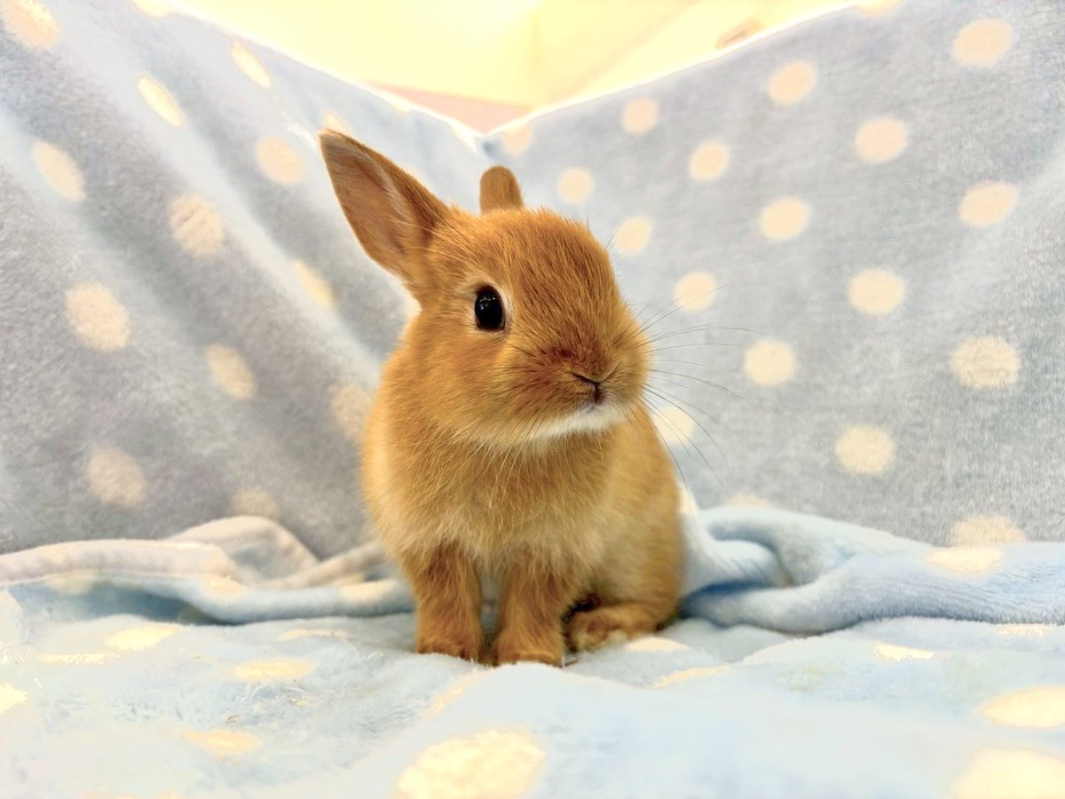 ぺけっと生体@リミックス春日井店 on X