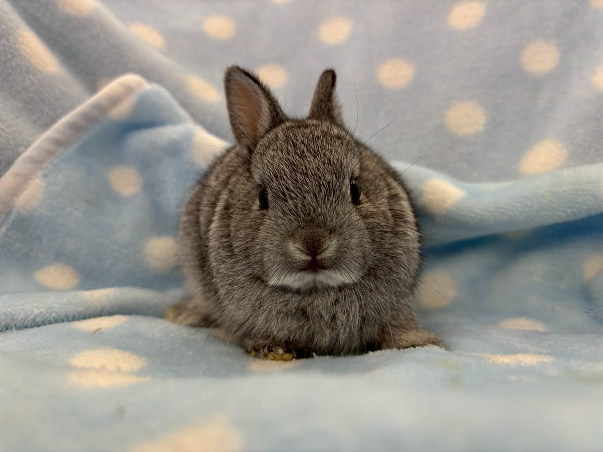 ぷっくりちびハート合皮　ファンキーブルちゃんNo.293 ぺけっと生体@リミックス春日井店 on X