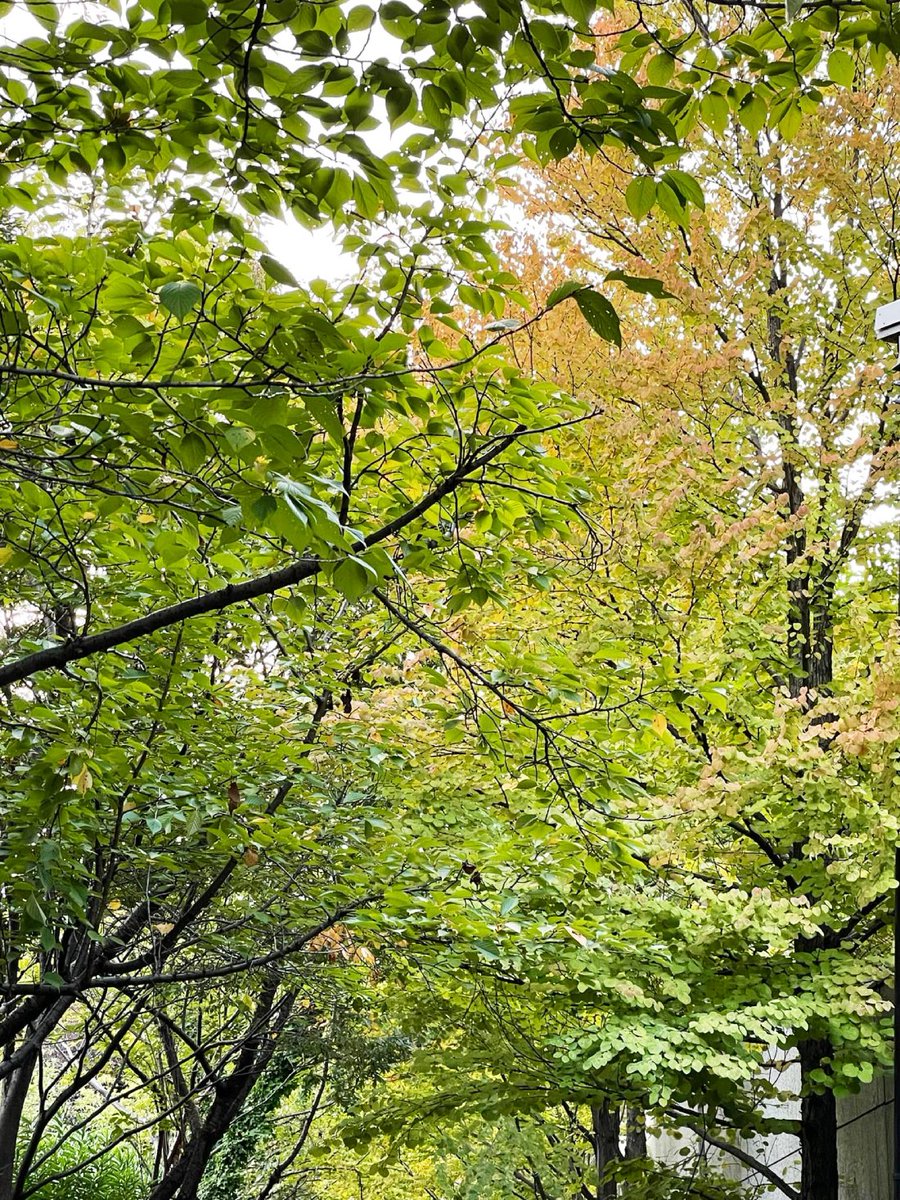 急激な寒さで既に紅葉🍁