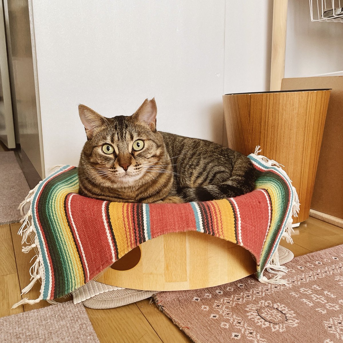 冬毛で首周りがモフモフ
マフラー巻いてるみたいで暖かそう🧣