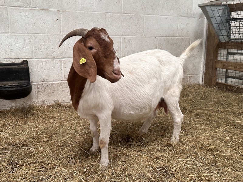 The Prince Machiavelli tweet media