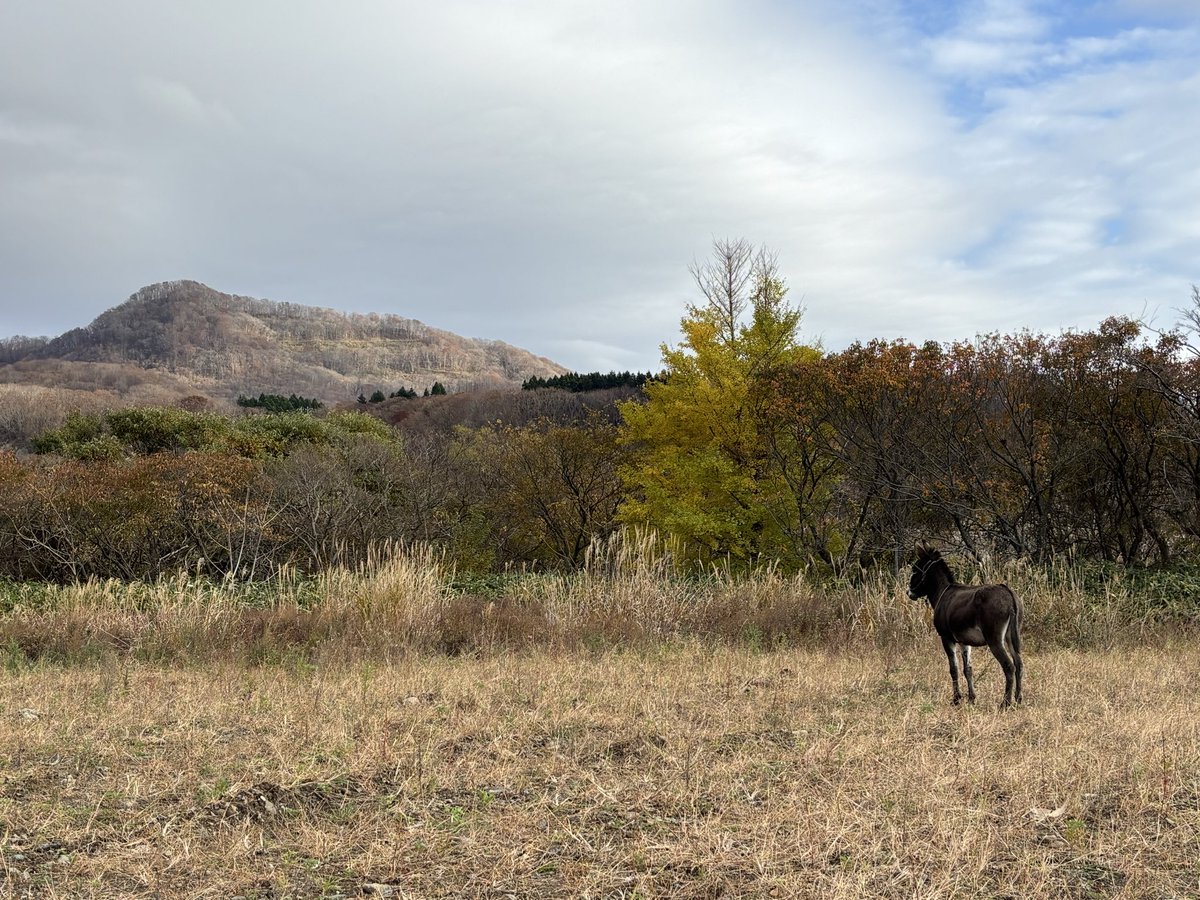 (草が、どんどん枯れてゆく。世界はこれから、どうなってしまうのだろうか……)