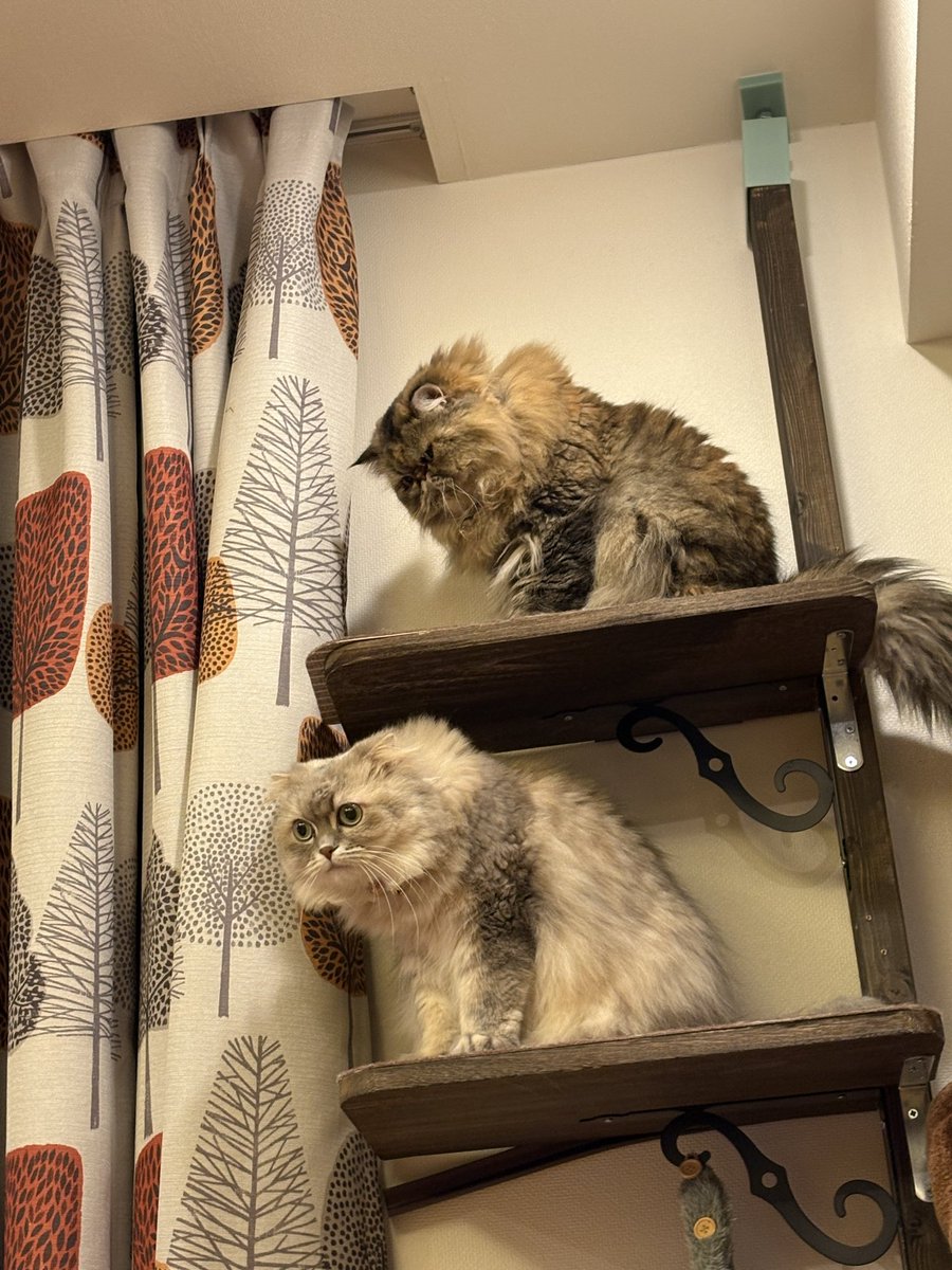 kaihiki's tweet photo. シンクロ猫たち https://t.co/FxUCsYHj1b