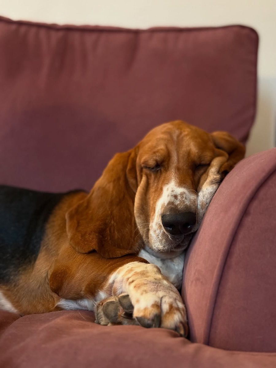 CarlosMerritte's tweet image. This Photograph is Too Beautiful 📸 🥰
#BassetHound #HoundLife #BassetLove #BassetPaw #DogsofTwitter #BassetHoundLoverUSA