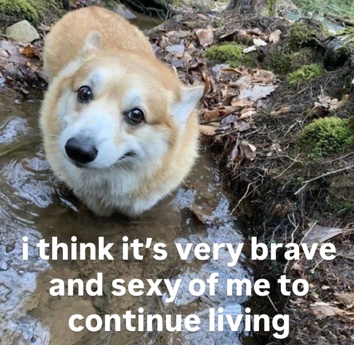 raccoonesthetic's tweet image. 