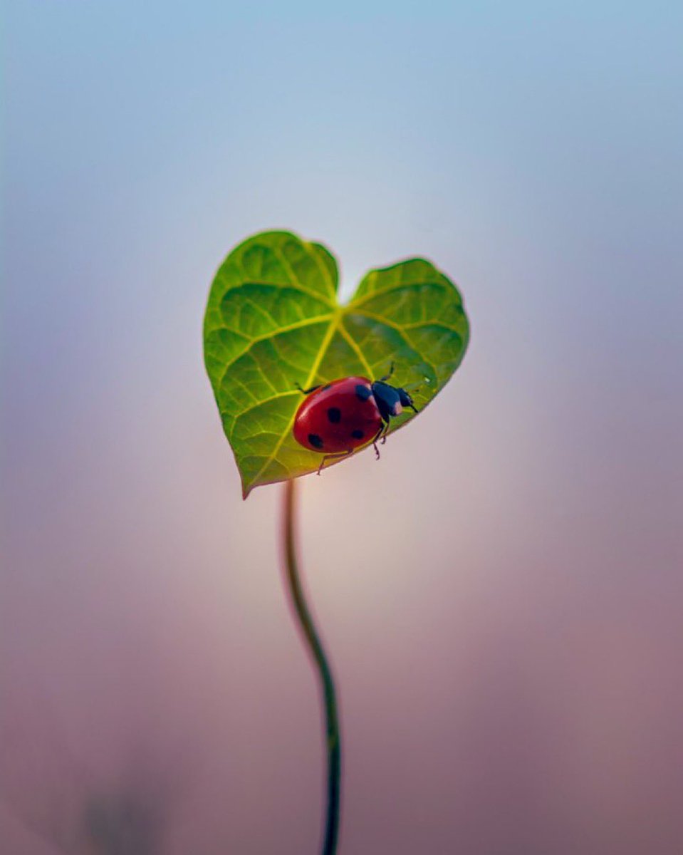 Çay:🫖☕️
Mübarek içecek;
“Açı doyurur toku acıktırır,
terleyeni soğutur, üşüyeni ısıtır.”
Necip Fazıl’ın dediği gibi:
“Çaycı, getir, ilâç kokulu çaydan, Dakika düşelim, senelik paydan!Zindanda dakika farksızdır aydan, Karıştır çayını zaman erisin; Köpük köpük, duman duman