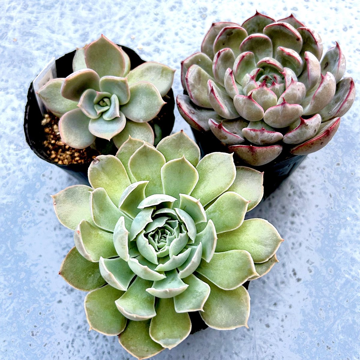 専用ページです。他の方はお買い上げになりませぬよう❤️多肉植物 gorimaki on X