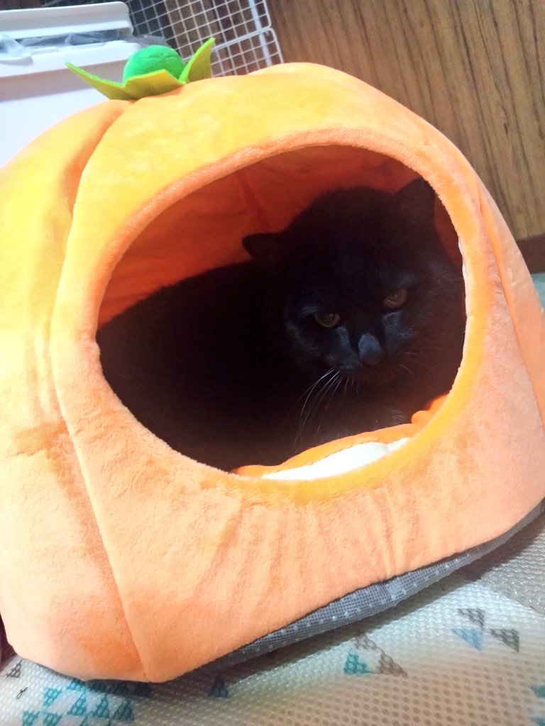 kotetsu0414's tweet photo. この子もようやくみかんの中に🍊
#猫 #黒猫 #猫のいる暮らし https://t.co/jNHMvDhAzg