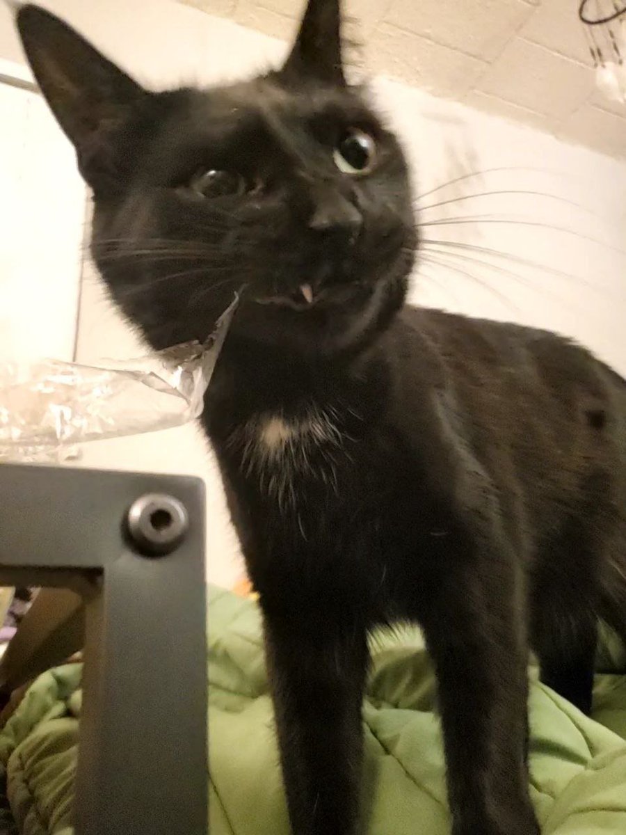 Matchabrained's tweet image. Yo, welcome to my page! I&apos;m Sake, and this is my personal account so I don&apos;t spam my art acc @Sakeozo

I post 3 of my gecko babies, a cat, retweet vibey pinterest shits, fangirling, food, life stuff, or shitpost, can be anime, kawaii, game, etc

Send anon: sakepls.straw.page