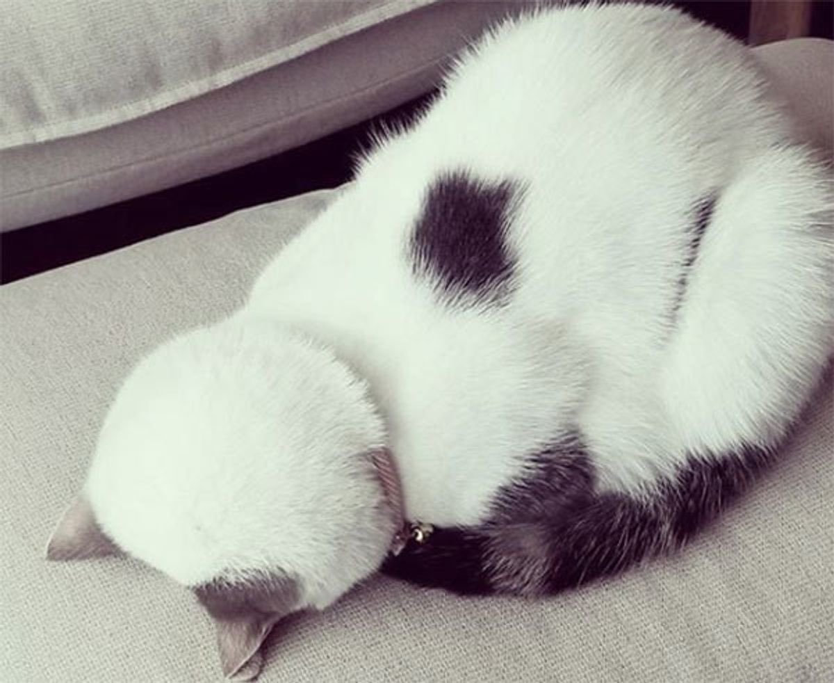 yukki_324_'s tweet image. 猫以外にごめん寝する人初めてみた
(午前6時の寝落ち)