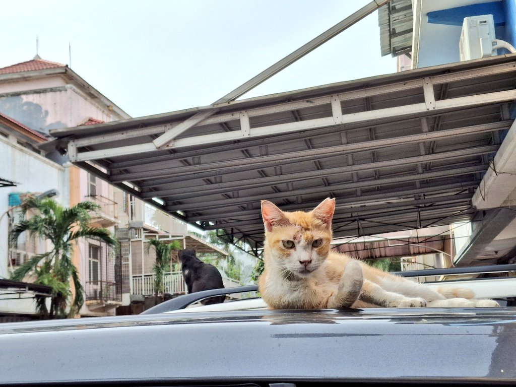 met some kitties during morning walk 🚶‍♀️