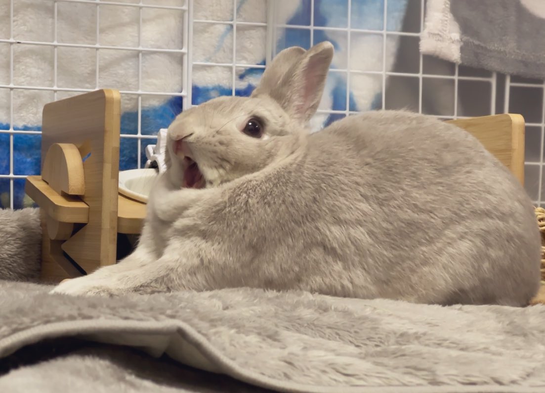 うさぎのぐらちょん on X