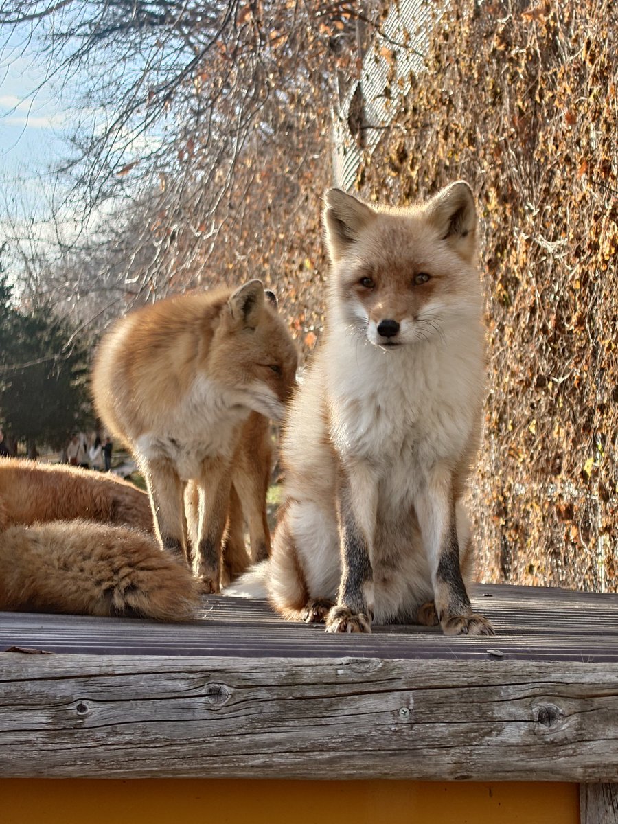 Cheng-Ren🦊🐺 on X