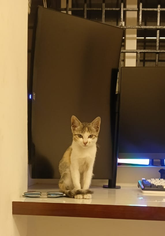 Chief GPU Enchantress