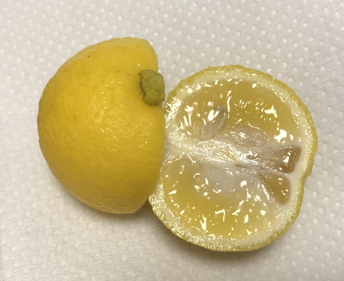 Mos_PhlogoZ's tweet photo. 雨の中、花ユズ収穫〜🍊
案外多くて全部で36個も✨😳

お手伝いさんの手は借りれず🐱

🍊🍊🍊(*´˘`*)ｽﾝｽﾝ

ジャムにするには少ないかな、
レシピ調べてみないと🔎

#家庭菜園
#花柚子 https://t.co/k1IuhV0Nyu
