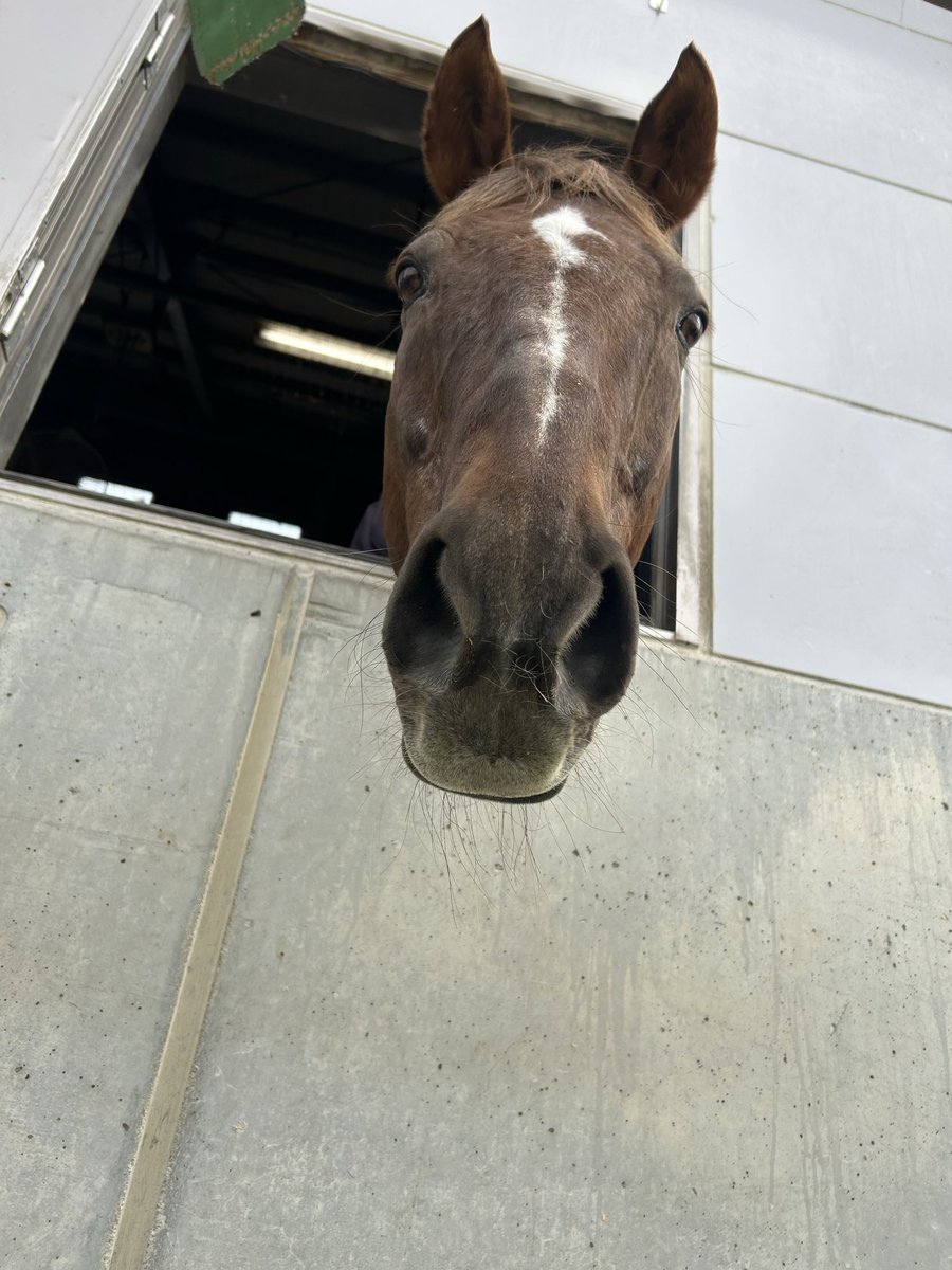 京都大学馬術部 tweet media