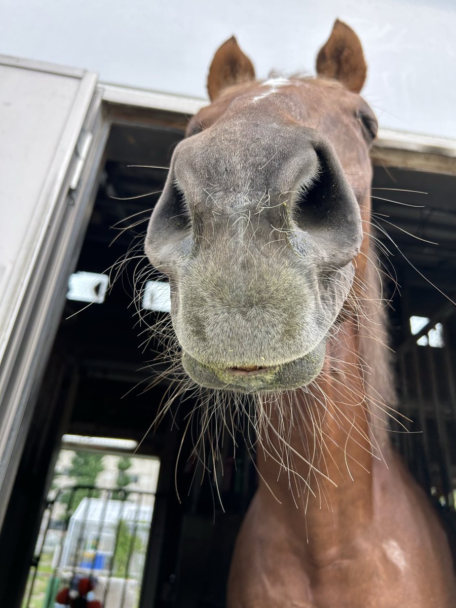 京都大学馬術部 tweet media
