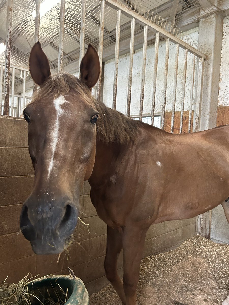 京都大学馬術部 tweet media