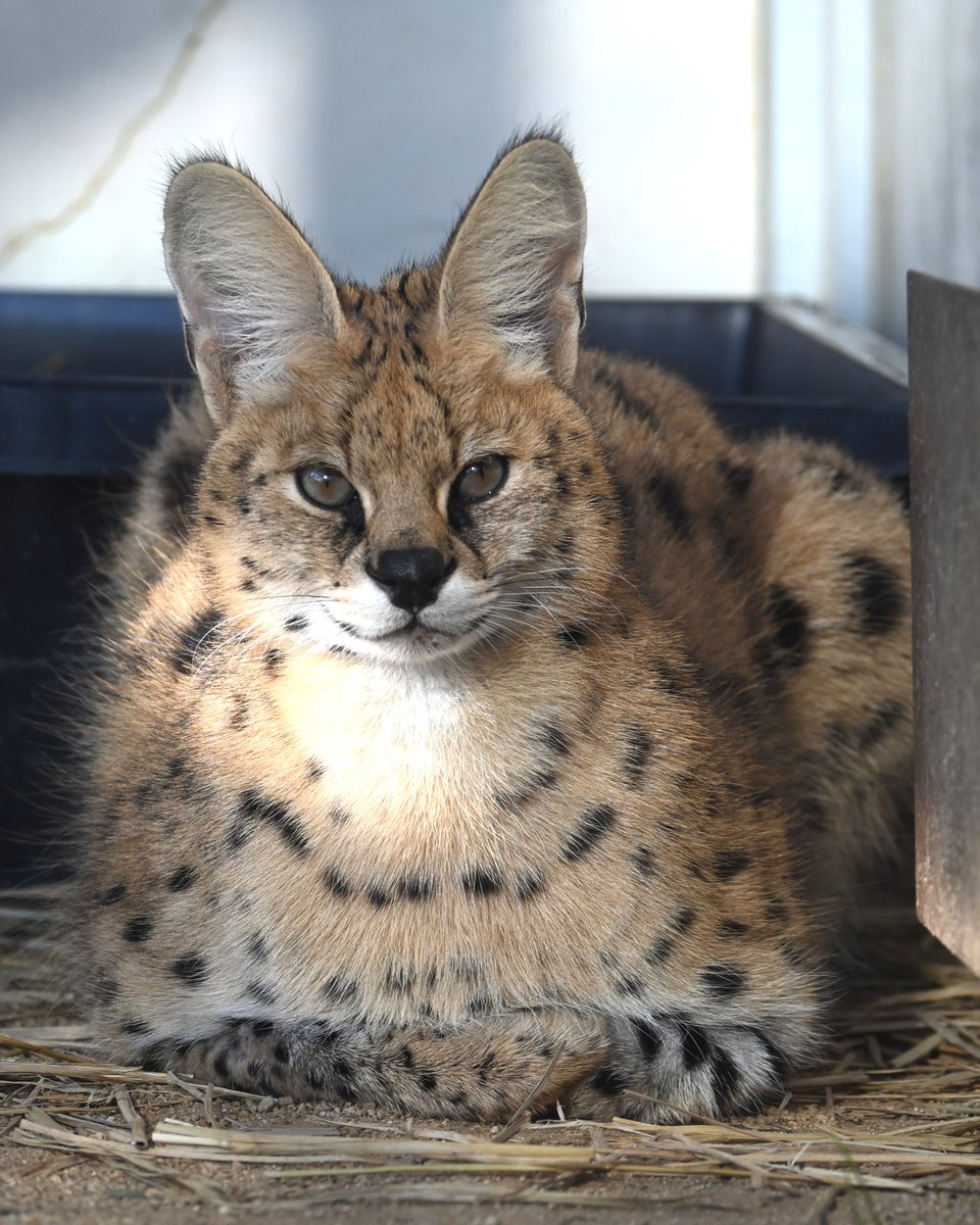 おこめ (@rice_okome) / Posts / X