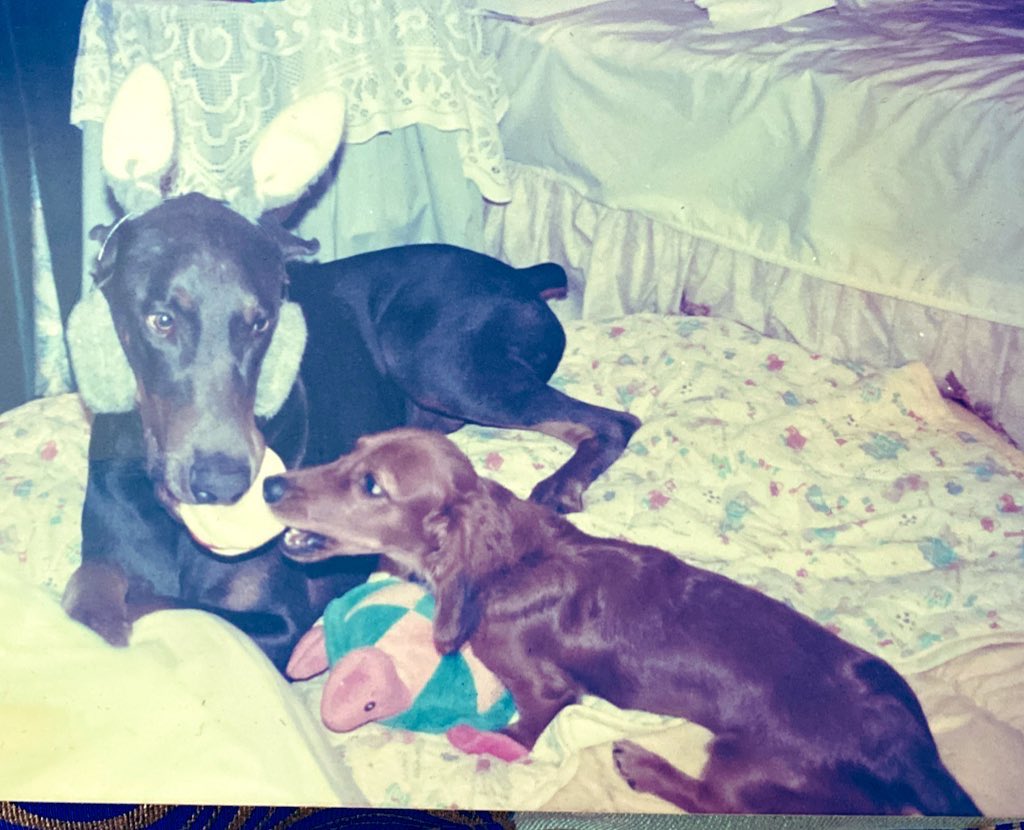 ほんとこれ。規格外にデカい50㎏の大型ドーベルマンと暮らしてたけど、大型犬は寿命も短いし、介護には莫大な労力と金がかかるのを忘れないでもらいたい。どれぐらい過酷だったか私の経験を書くから興味のある人だけ読んでみて🐕