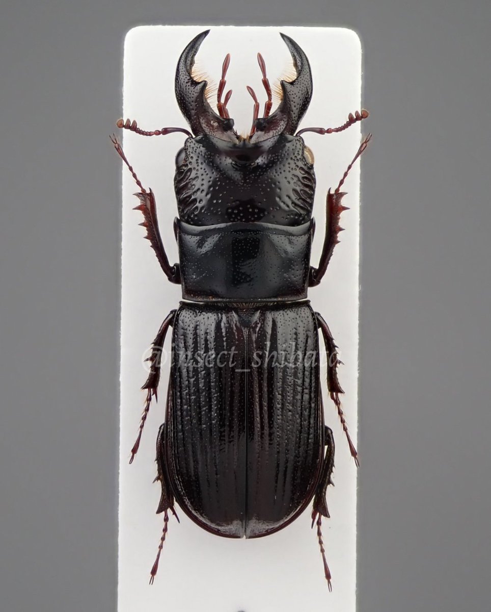 Uchi (@uchi123a456) / Posts / X