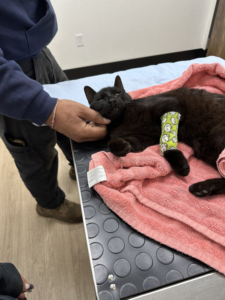 Masterball Melts tweet media