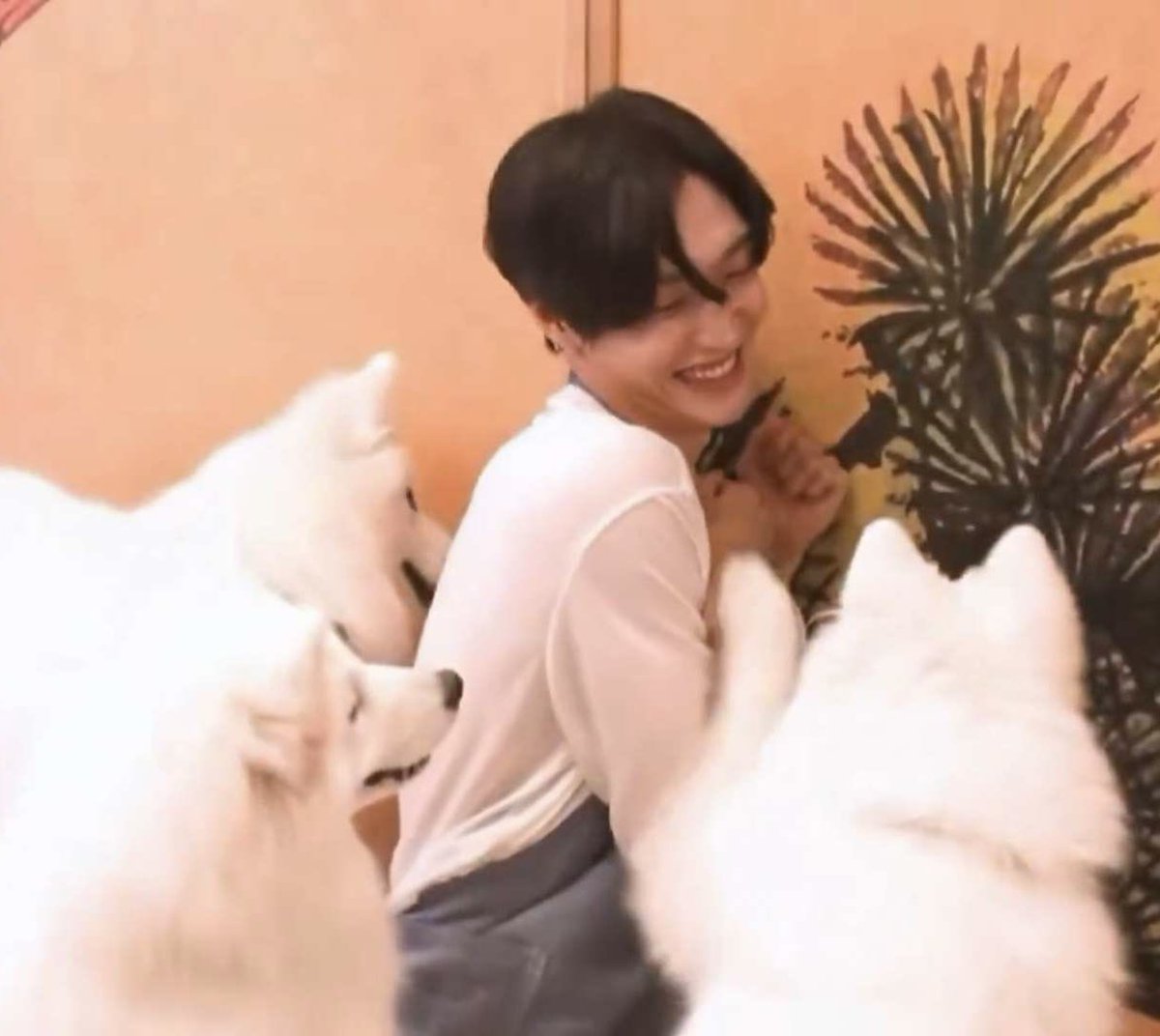 ทำไมพวกหมาใหญ่ชอบรุมแมวเหมียว