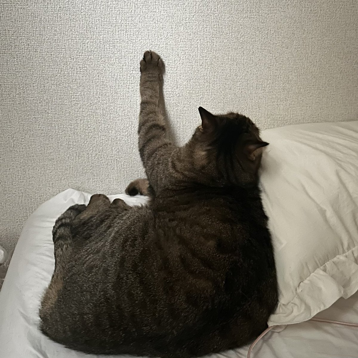 020304______'s tweet photo. うちのﾈｺ見て^.ˬ.^ https://t.co/a1cPwp2B28