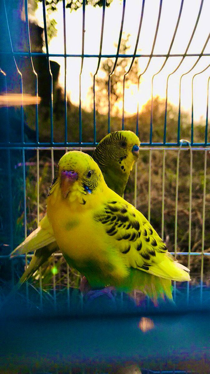 أظن الذي أخترع النافذة لم يكُن يخاف من الظلام...
بل كان يبحثُ عن شئ
يبقيه على قيد .. الإنتظار ..!!