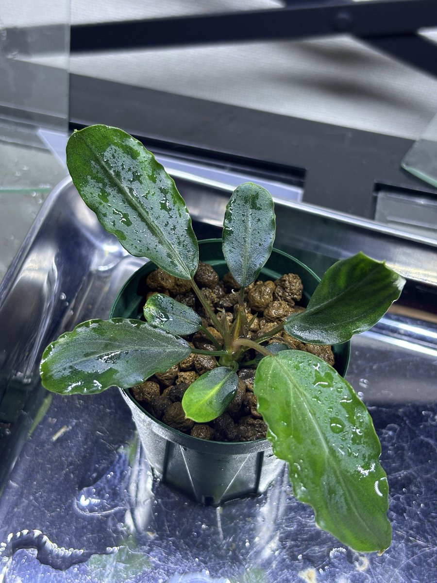 Bucephalandra sp. “Pearl gray®︎ ”【TB】 管理番号：046.1 念願の