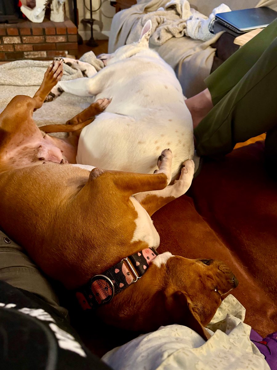 MrsSHTF_NH's tweet photo. Jett & Sonny๐๐ถ๐ #easylikesundaymorning #petsbringustogether #weeklyfluff #love #chewy #dogoftheday #thebestisyettocome #wearecharlie #pocketpittie #pitbullmix #pitbulls https://t.co/8LE46bD1TK