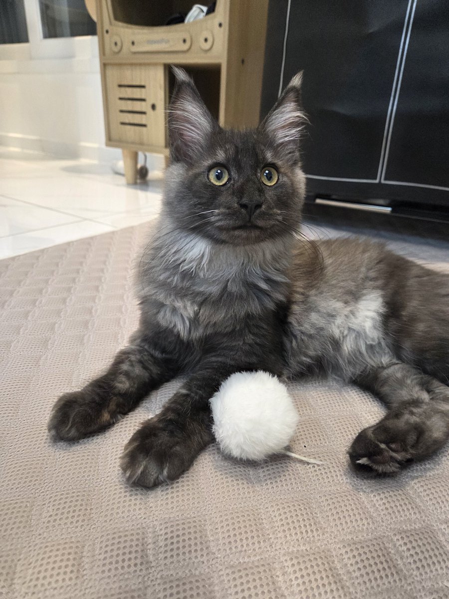 jiho_hamkke's tweet photo. Seunghee has adopted a new cat named Lily (릴리)!! 🐱

- Lily is a female Maine Coon
- she had been adopted once, but her former owner got a severe allergy
- A friend of Seung was looking for people to adopt Lily, but nobody did. so Seunghee agreed to, at around 3 months ago https://t.co/1RM7RcMpJD