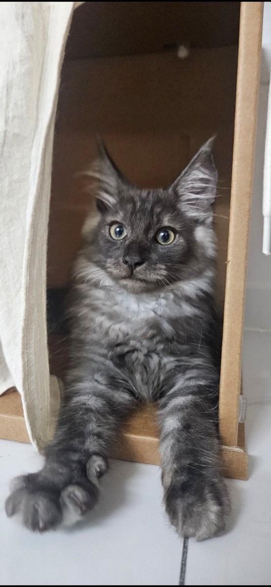 jiho_hamkke's tweet photo. Seunghee has adopted a new cat named Lily (릴리)!! 🐱

- Lily is a female Maine Coon
- she had been adopted once, but her former owner got a severe allergy
- A friend of Seung was looking for people to adopt Lily, but nobody did. so Seunghee agreed to, at around 3 months ago https://t.co/1RM7RcMpJD