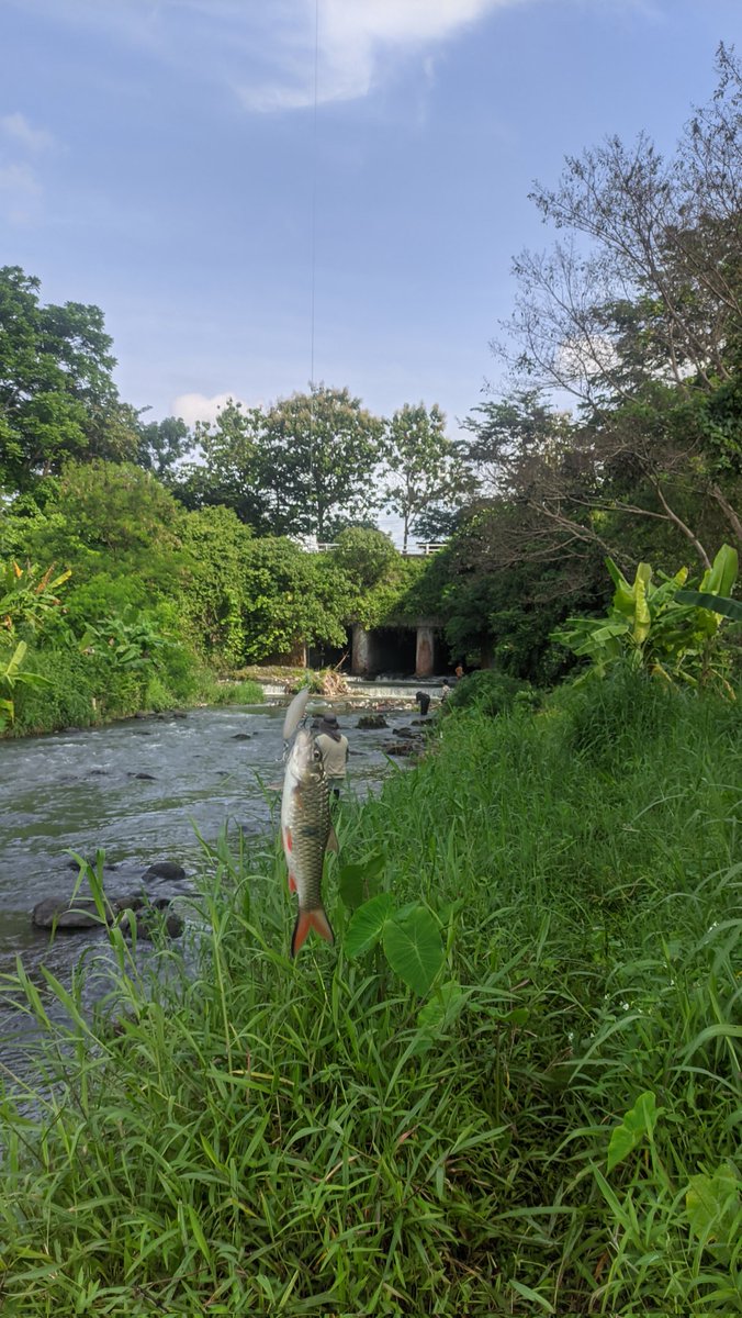 wildanja0L's tweet photo. stop buang sampah disungai!!!!!
mancing hari ini🌻
#streamfishing #fishing https://t.co/jpHKAbaUSC